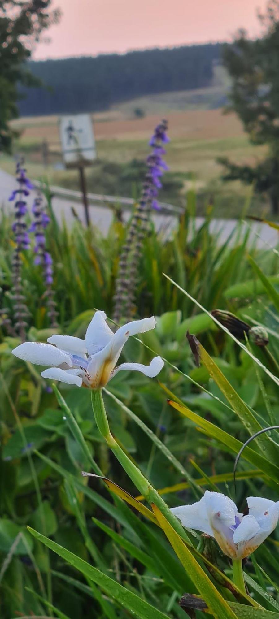 Mosswood Bed & Breakfast Graskop Buitenkant foto