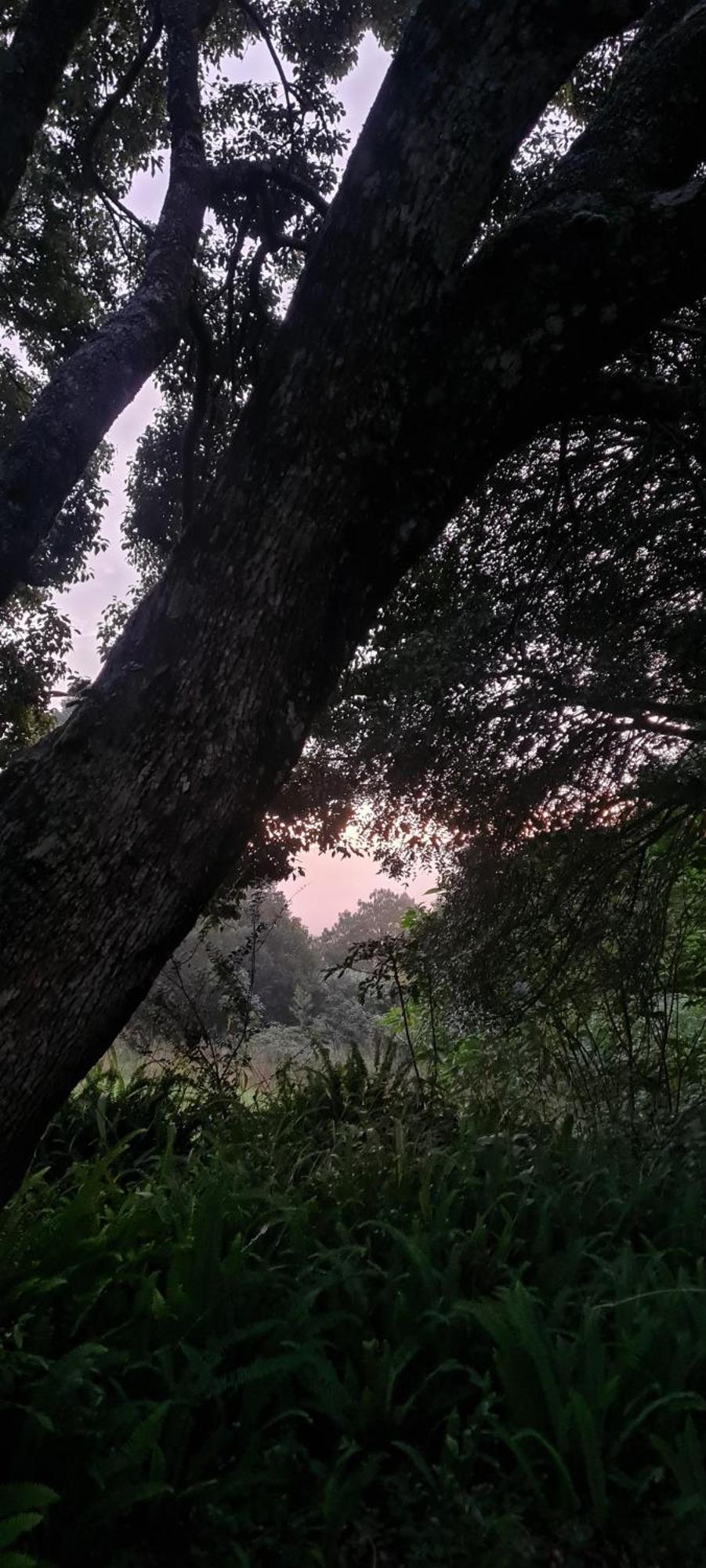 Mosswood Bed & Breakfast Graskop Buitenkant foto